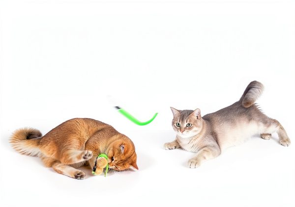 Cat Wand Toy Set by ZeyZoo with 7 Worm Refills and Spare Line-3